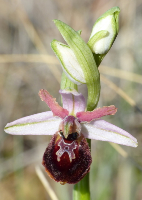 Ophrys precoci nellAbruzzo sud orientale 2022